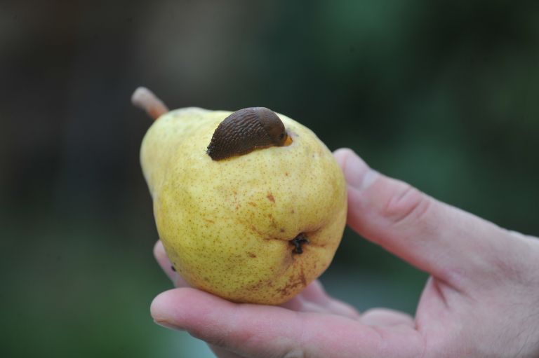 cankova, polž, rdeči-polž, polž-na-vrtu, sadje