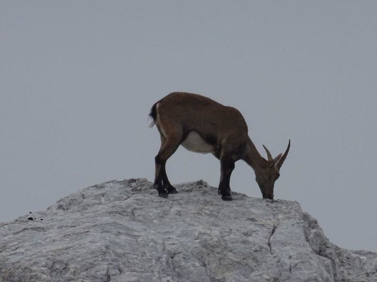 triglav_avgust_2019__01_.jpg