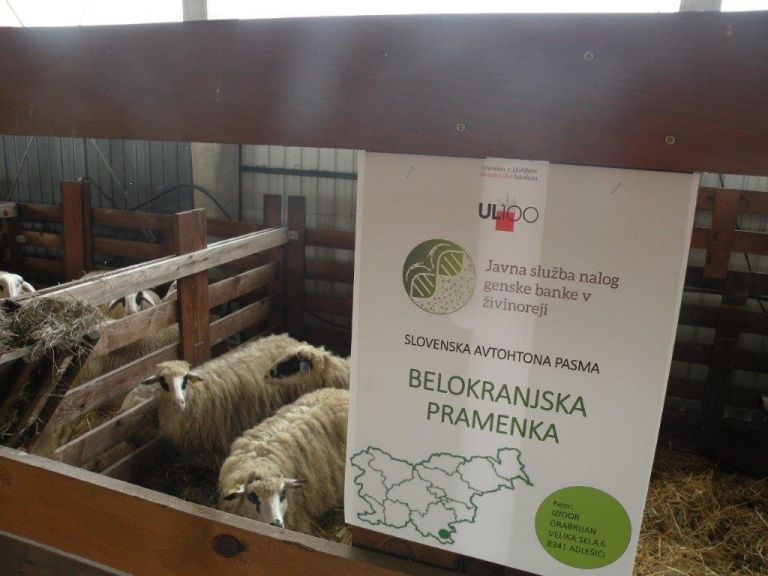 _zzzzzzzkolpa__1_.jpg