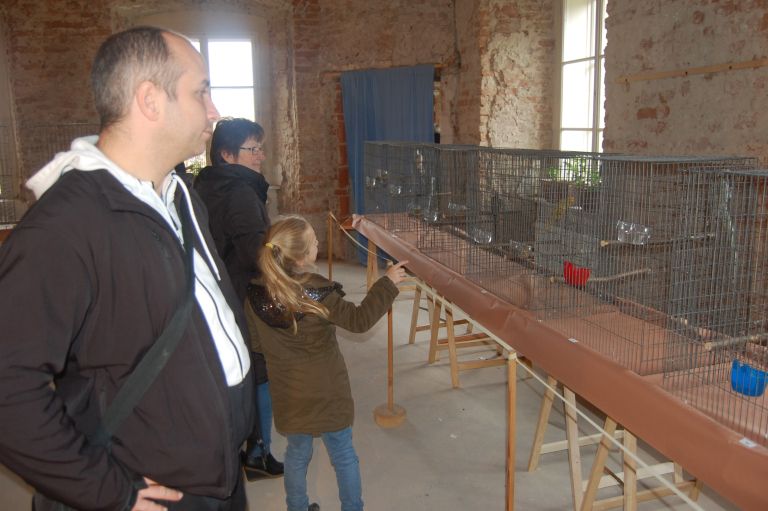 ptice, razstava, bel