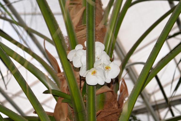 dobrovnik, dan-odprtih-vrat-ocean-orchids-tropski-vrt