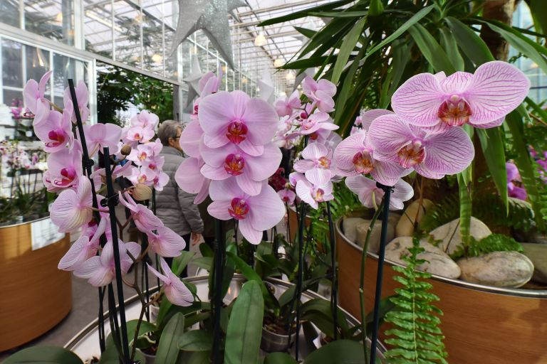 dobrovnik, dan-odprtih-vrat-ocean-orchids-tropski-vrt