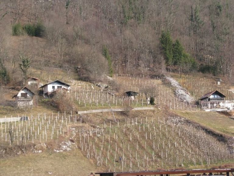 vino001.jpg