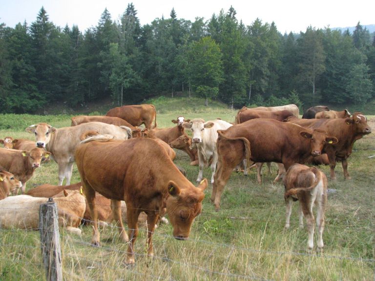 krave_objavljeno_2015.jpg