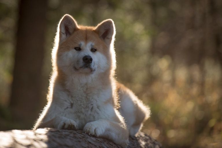 hachiko, pes
