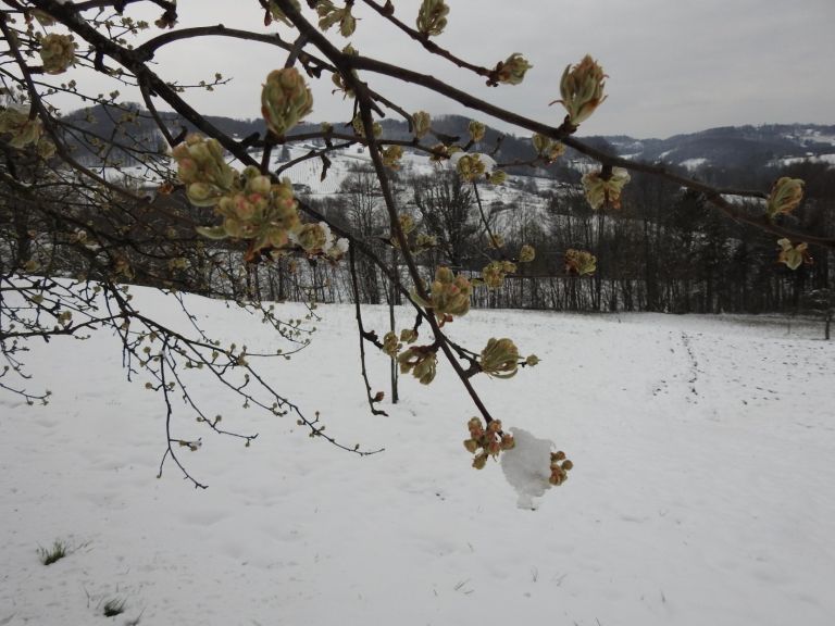 hruska_sorte_vinska_mostnica_v_fazi_brstenja.jpg