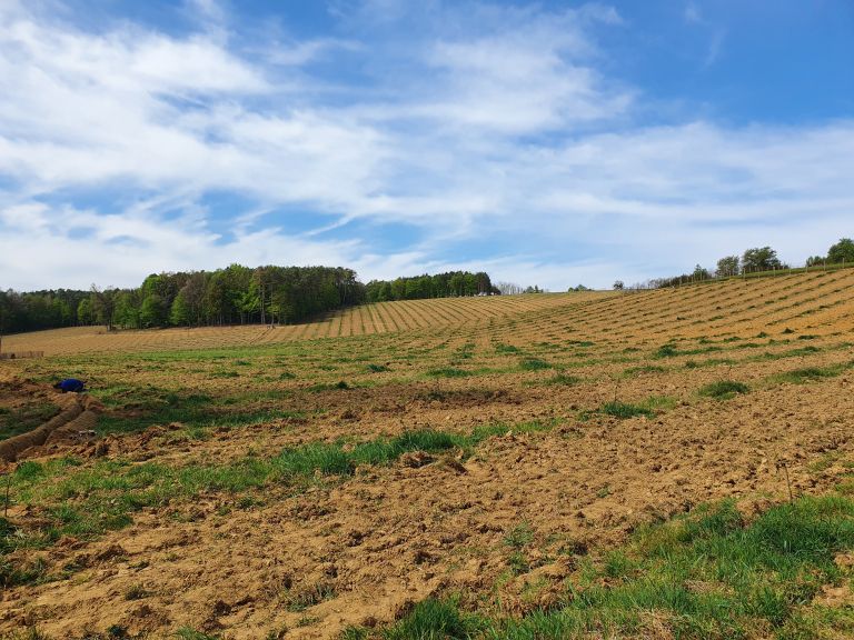 lešniki, markovci, sedmak, ekološka-pridelava