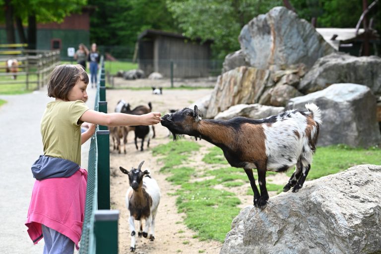 boračeva, zoo-sikalu, živali, živalski-vrt