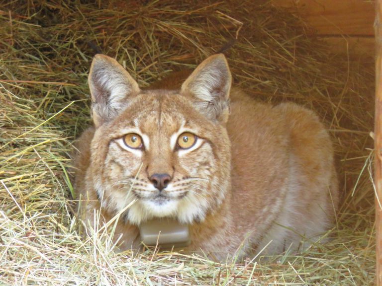 ris_boris_maja_sever_life_lynx.jpg