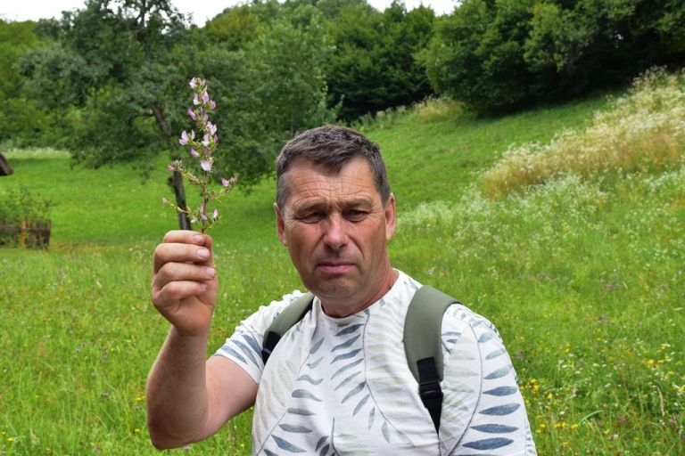 nabiranje_zelisc_13.jpg