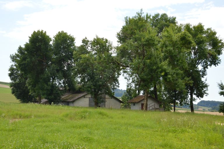 ocinje, hlevi, plemenske-svinje, panvita