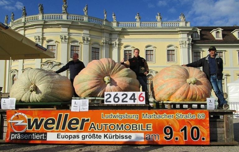 buča velikanka