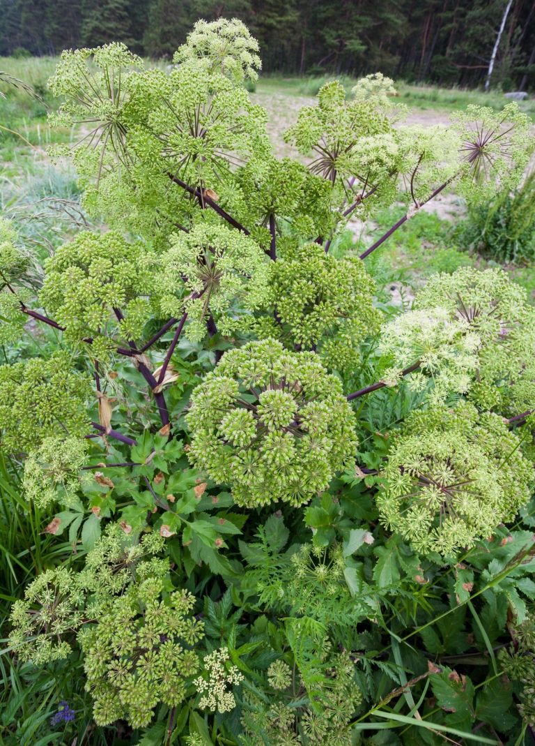 Angelica archangelica.jpg