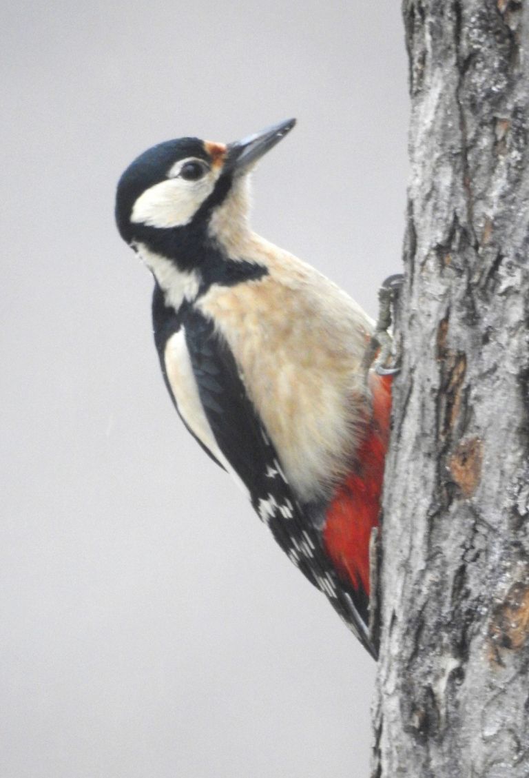 1__dendrocopos_major_veliki_detel_cerckova_2017_02_09__2_.jpg