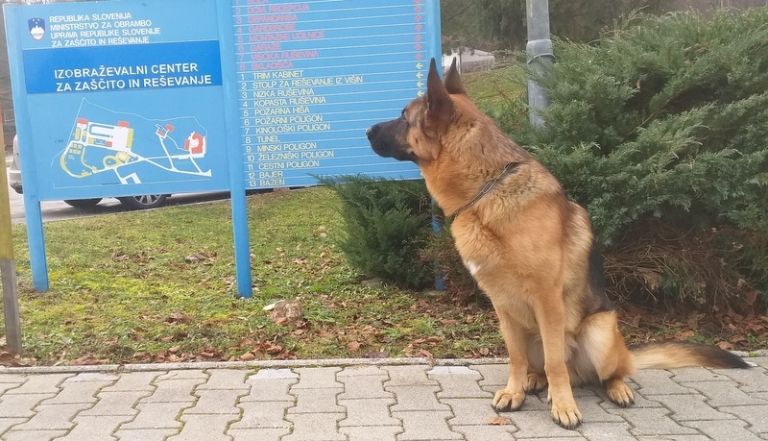 enota-reševalnih-psov, škd-sebeborci, mladinski-center-prlekije