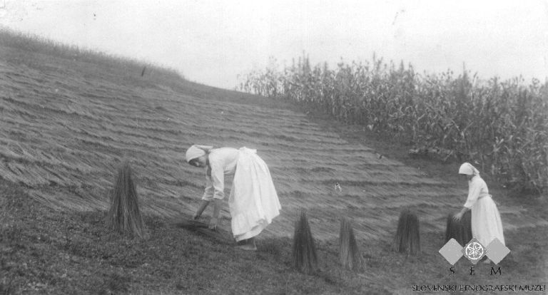_zzf_vesel_husic_ane_i_mare_polagajo_lan_na_rosenje.jpg