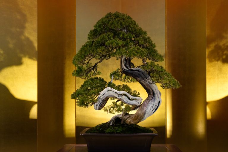 bonsaj, drevo, bonsai