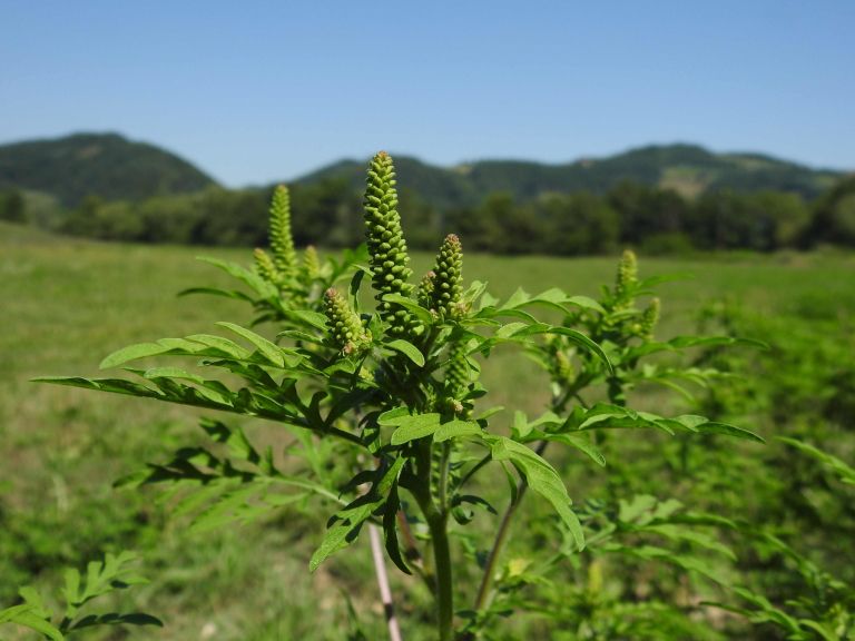 _zzzambrozija__ambrosia_artemisiifolia_.jpg