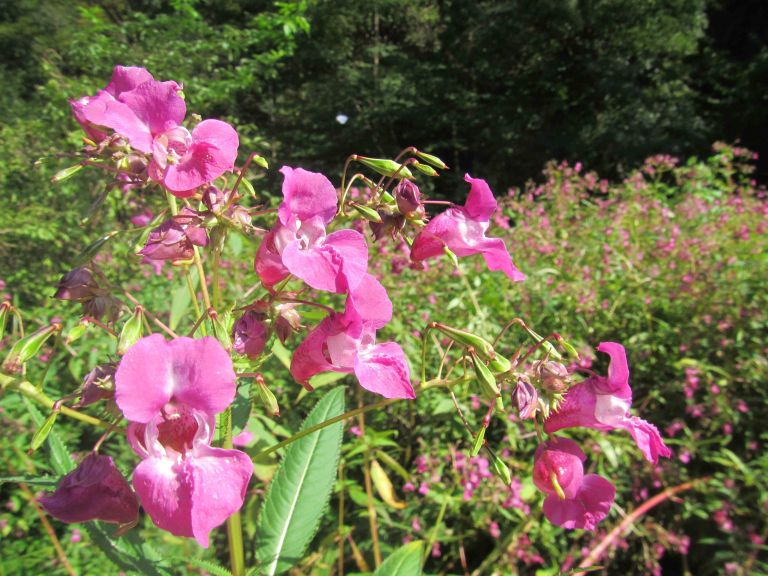 _zzzzlezava_nedotika__impatiens_glandulifera_.jpg