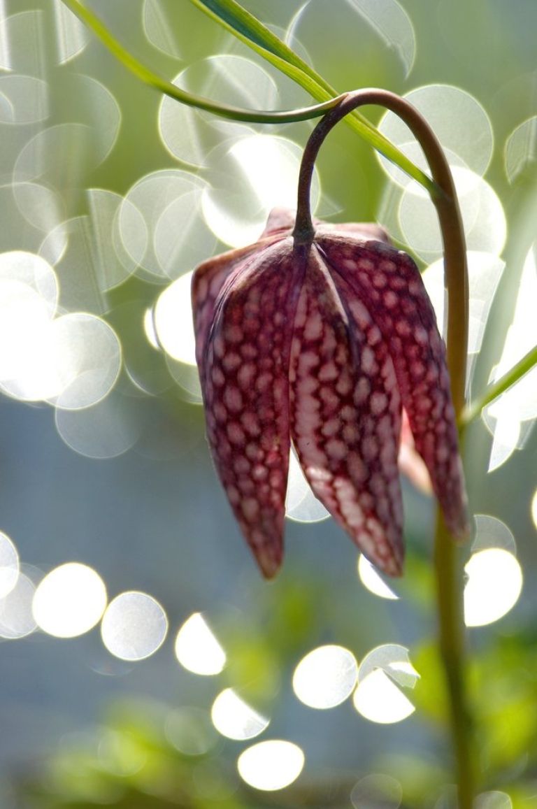 _mocirski_tulipanh_t_orani.jpg
