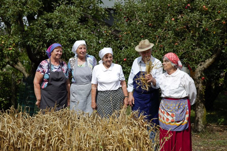 babinci, setev, 2000-zlatih-zrn