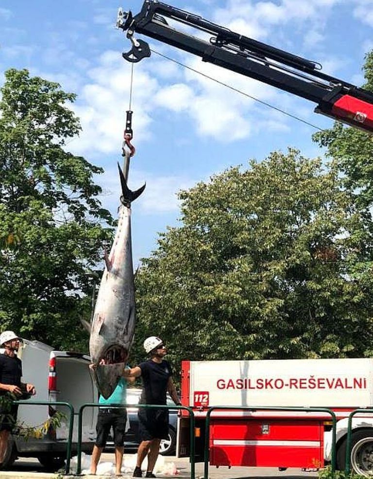 tuna_005.jpg