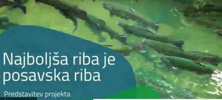 _zzzzribe.jpg