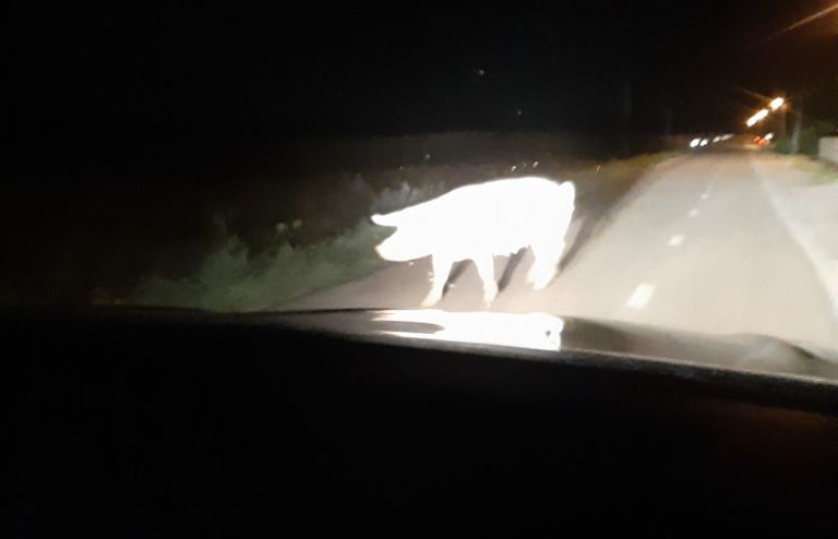 prašič.jpg