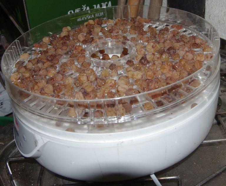 grozd_003.jpg