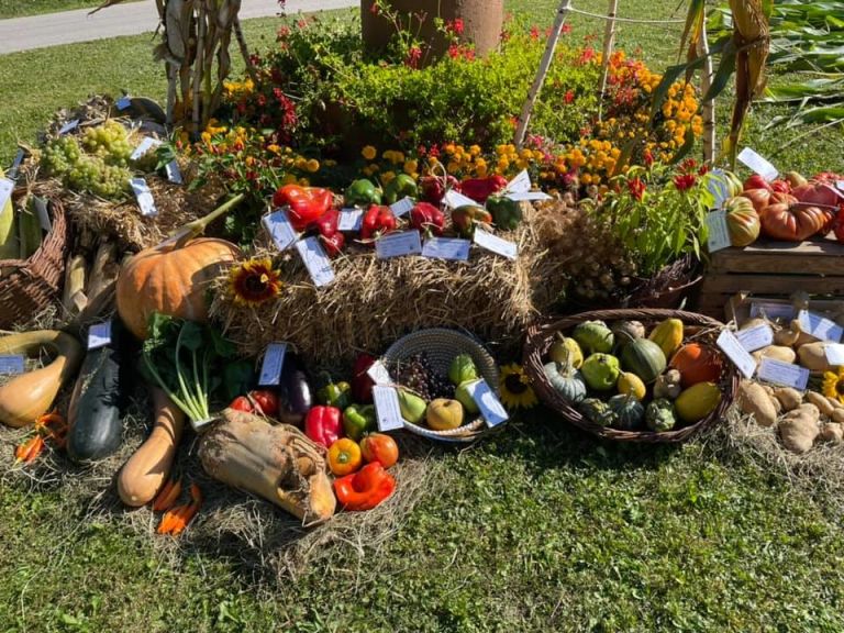 razstava-pridelkov, pečarovci