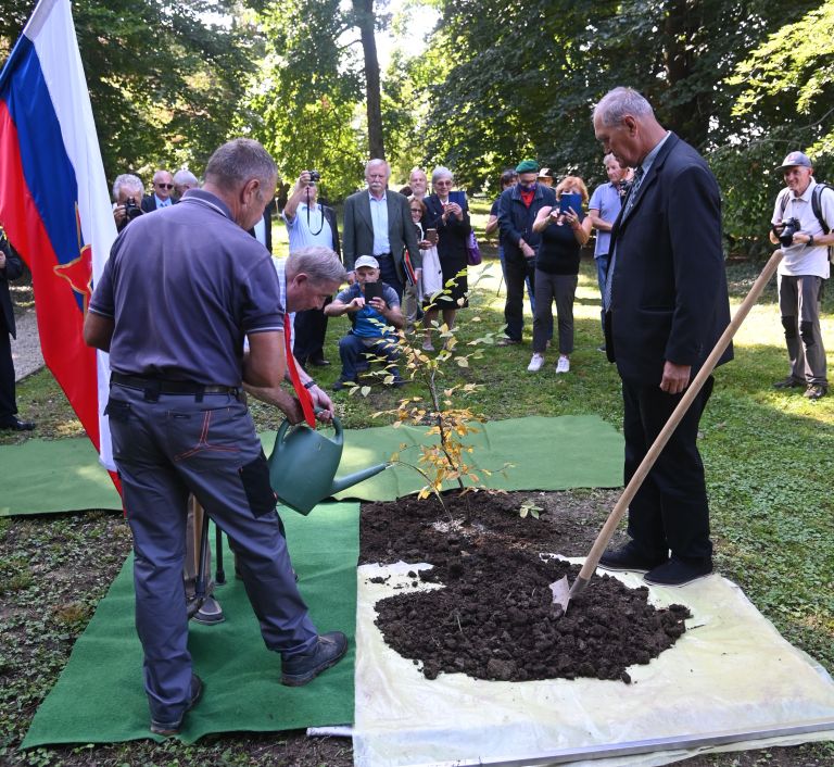 petanjci, zasaditev gabra