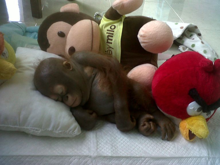 orangutan