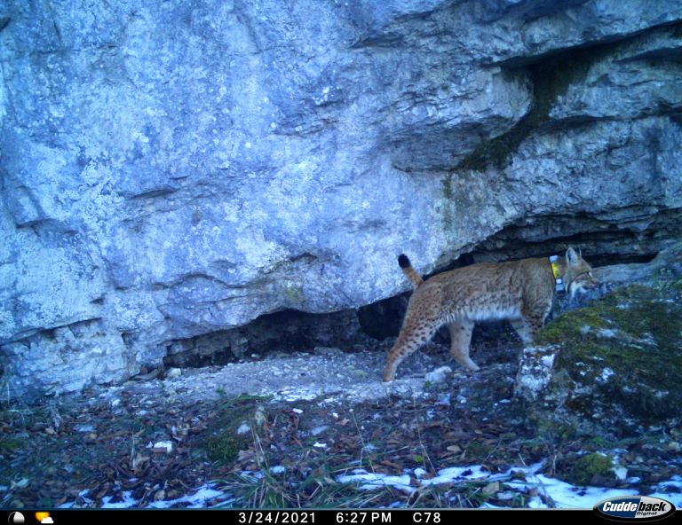 _zzzdoseljeni_ris_goru_foto_life_lynx.jpg