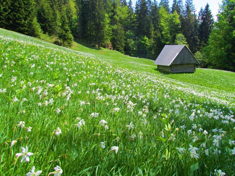 golica, dreamstime.jpg