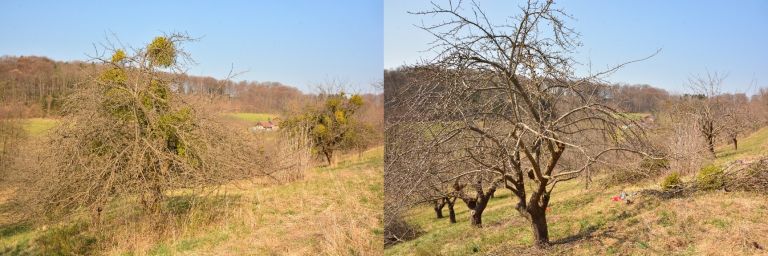 spodnji kocjan, visokodebelni sadovnjak, obnova