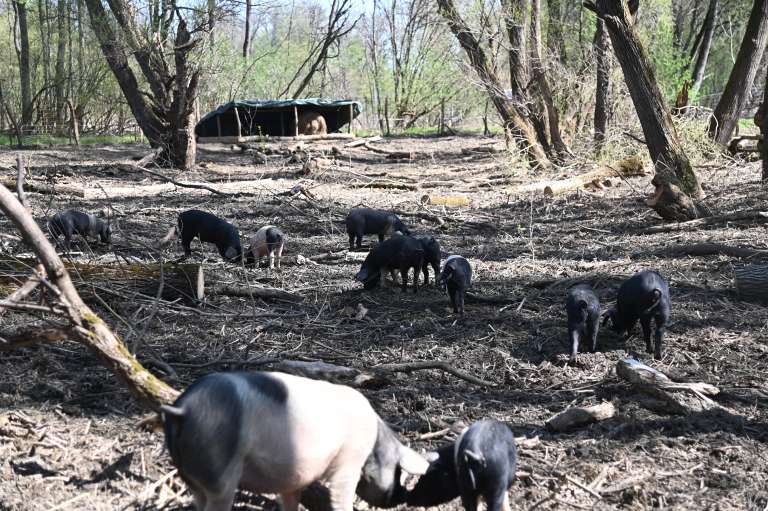 krškopoljski-prašiči, murski-gozd, projekt-natura-mura