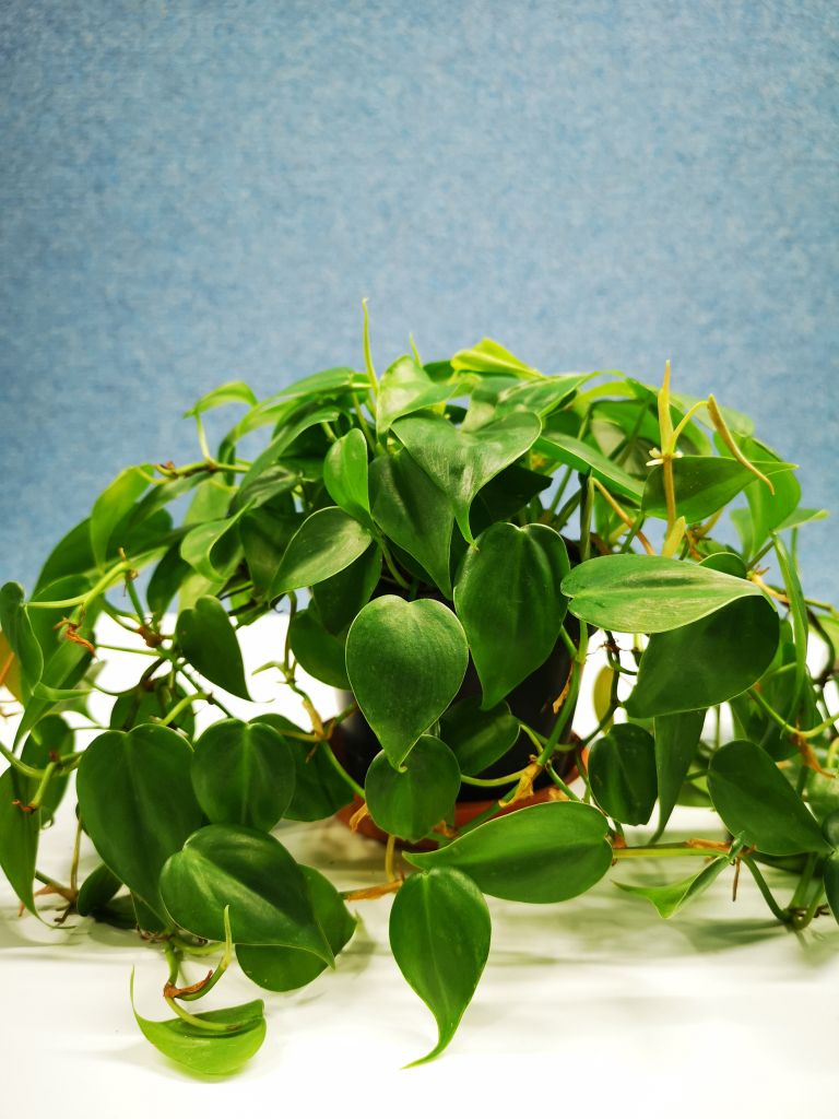 Philodendron hederaceum.jpg