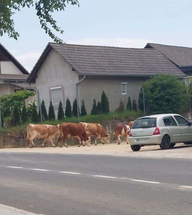 _krave__2_.jpg