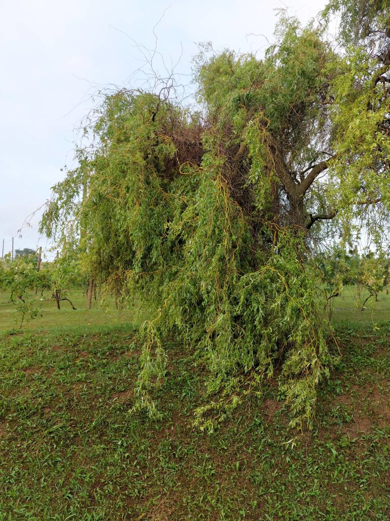 nevihta, neurje, čepinci