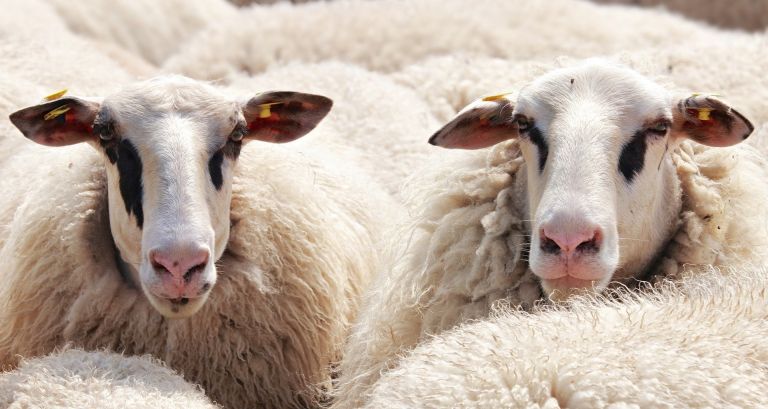 sheep-gb1bd8d2d2_1920.jpg