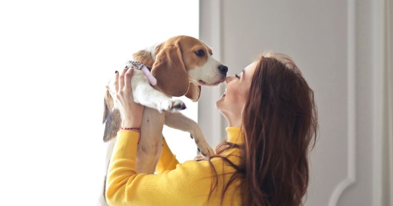 Kuža, beagle.jpg