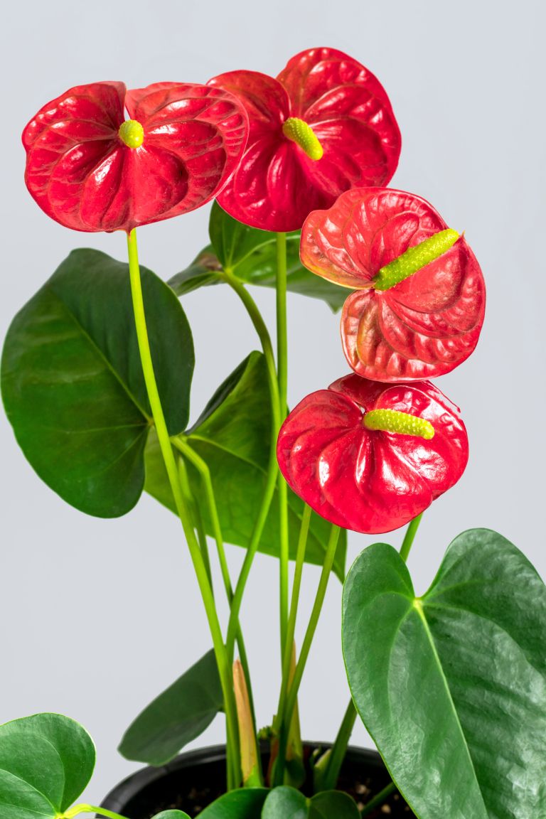 Flamingovec