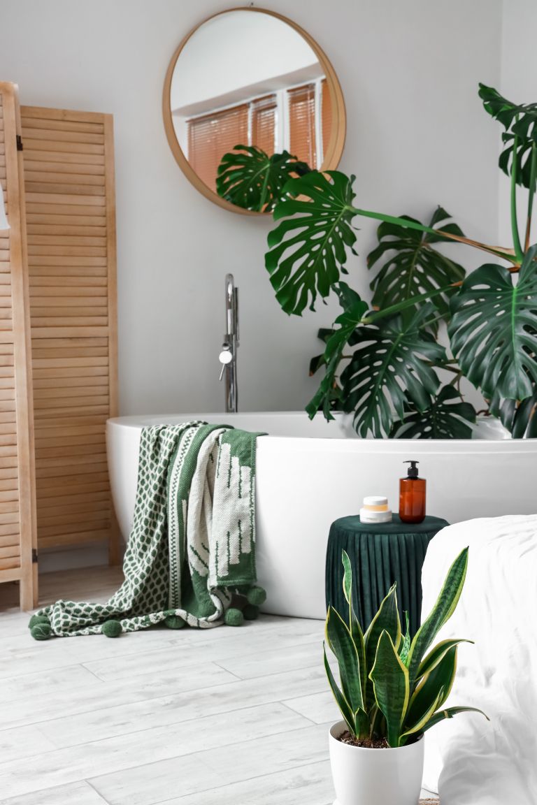 Taščin jezik IN Monstera