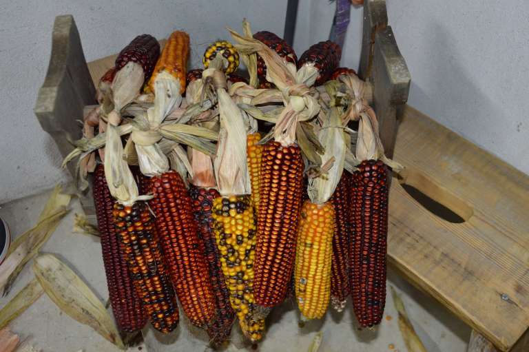 ličkanje-koruze, šalovci, tina-in-matjaž-bunderla