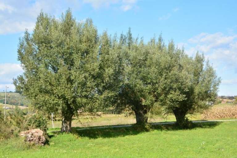 bele-vrbe, krajinski-park-goričko, hrošč-puščavnik