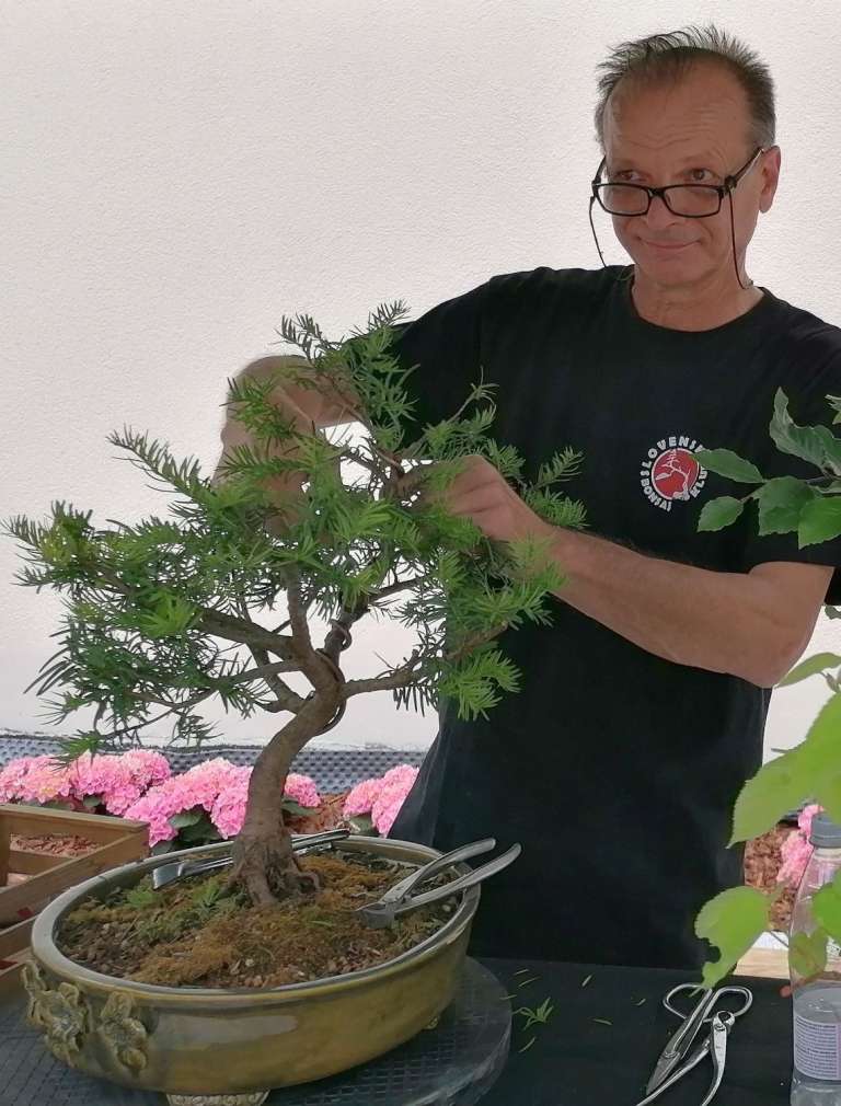 bonsaji_001.jpg