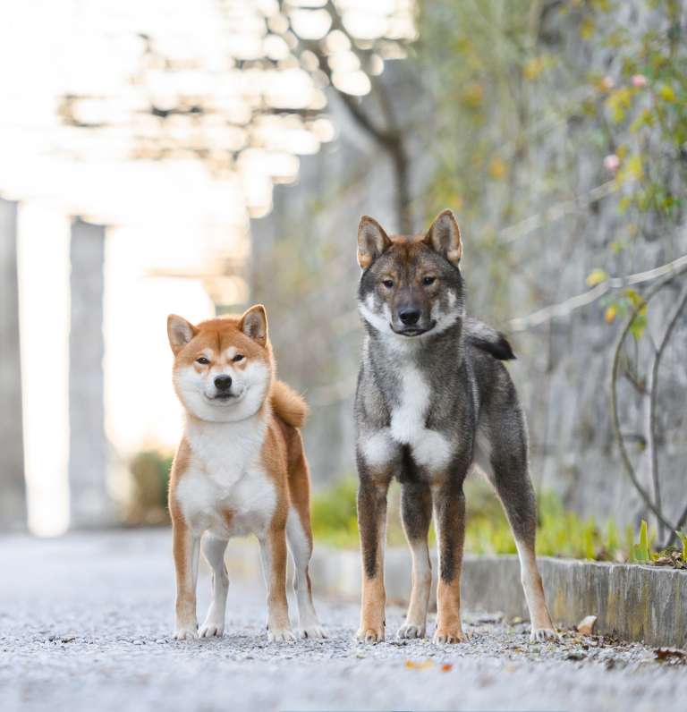 nina-šebjanič, psarna, japonska-pasma
