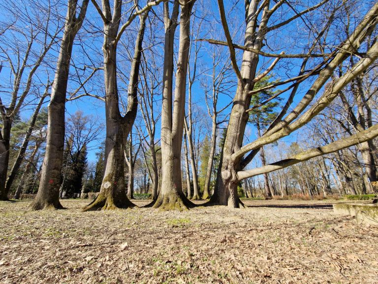 radenci, park, rdeče-pike
