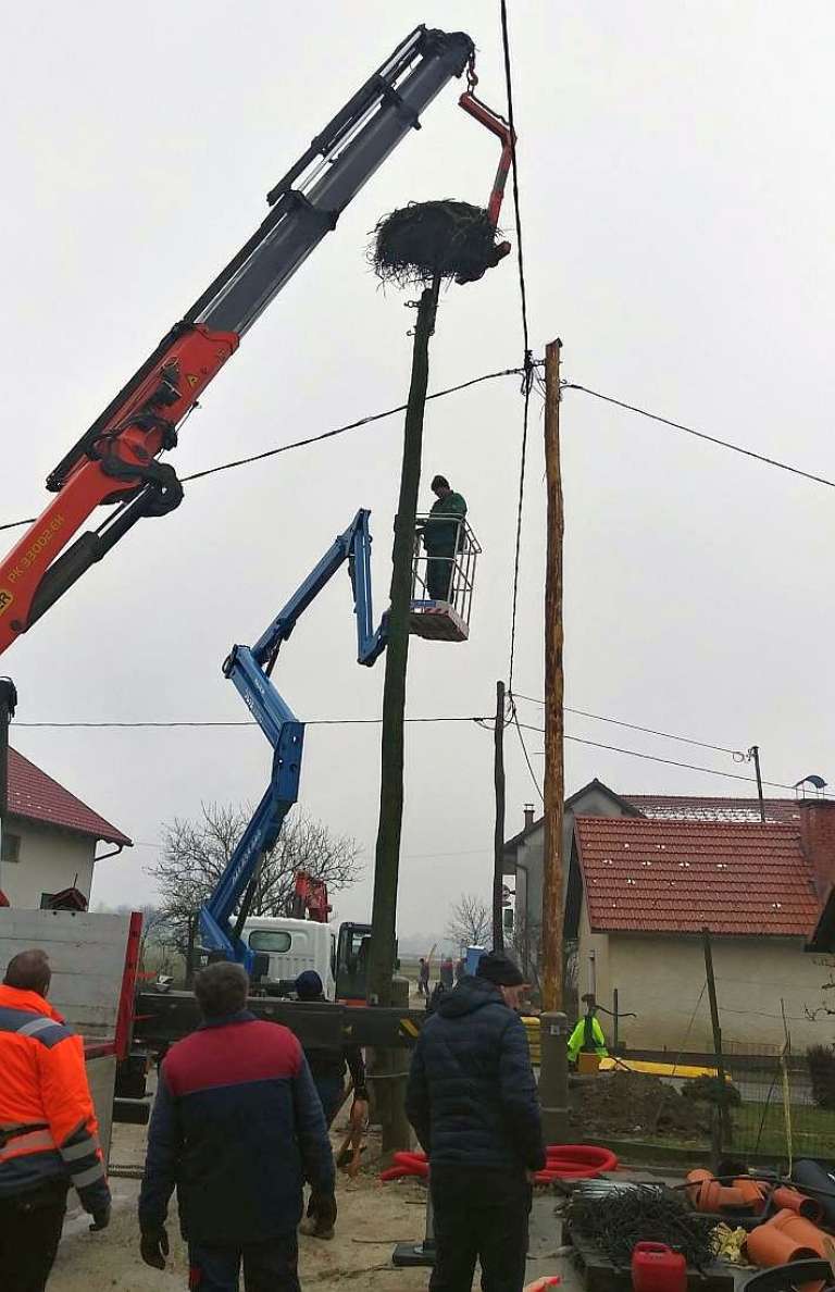d13_storkljeprenosgnezda.jpg