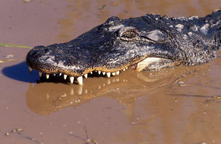 aligator